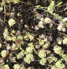 Psilocarphus chilensis