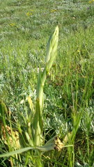 Himantoglossum caprinum