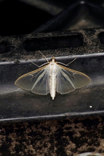 Four-spotted Palpita Moth photo 3