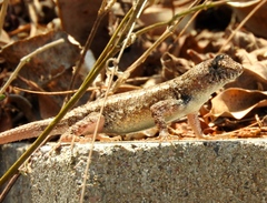 Sceloporus nelsoni