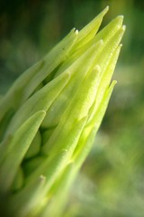Himantoglossum caprinum