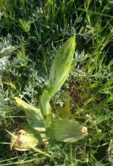 Himantoglossum caprinum