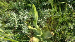 Himantoglossum caprinum