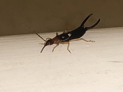 Forficula smyrnensis