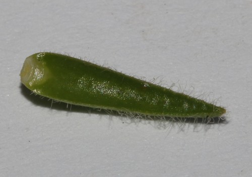 Image of Macrostylis ramulosa by (c) Brian du Preez, some rights reserved (CC BY-SA)