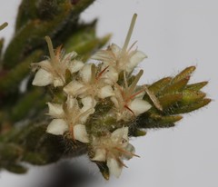 Macrostylis ramulosa