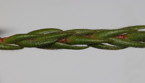 Image of Macrostylis ramulosa by (c) Brian du Preez, some rights reserved (CC BY-SA)