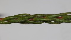 Macrostylis ramulosa