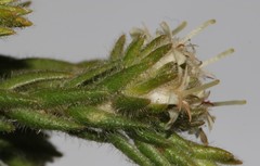 Macrostylis ramulosa