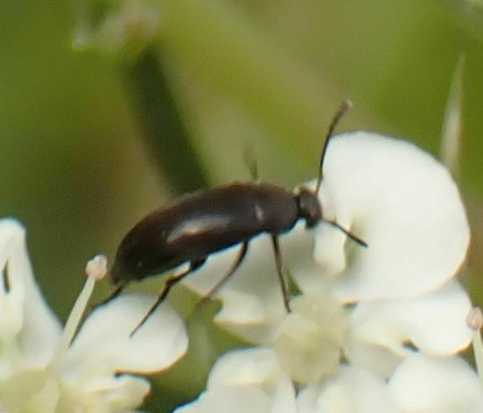 Anaspis pulicaria