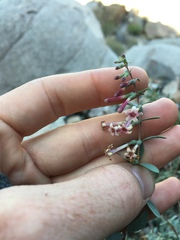Symphoricarpos longiflorus