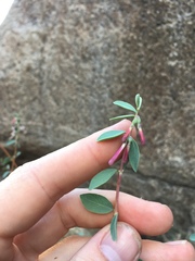 Symphoricarpos longiflorus