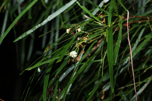 Image of Acacia longissima by (c) Greg Tasney, some rights reserved (CC BY-SA)