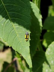 Ptosima gibbicollis