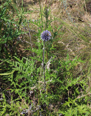Echinops ritro ruthenicus