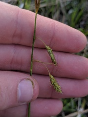 Carex castanea