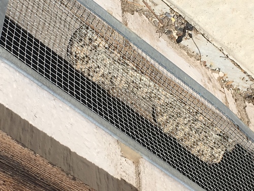 iNaturalist observation photo of Southwestern Speckled Rattlesnake