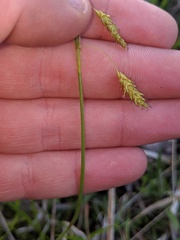 Carex castanea