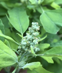 Chenopodium album