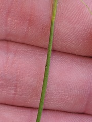 Carex castanea