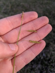 Carex castanea