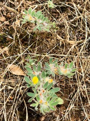 Acmispon brachycarpus