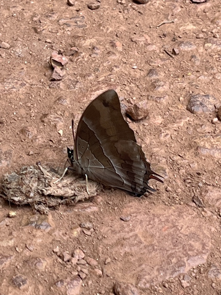 Charaxes anticlea