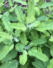 Chenopodium album