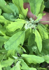 Chenopodium album