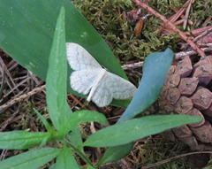 Scopula floslactata