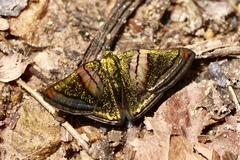 Caria mantinea