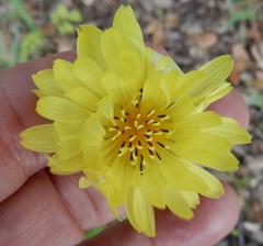 Pyrrhopappus grandiflorus