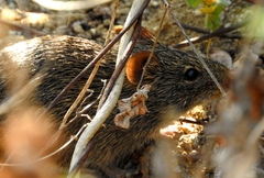 Sigmodon arizonae