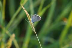 Hemiargus ceraunus astenidas