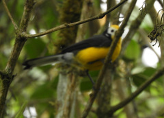 Myioborus ornatus