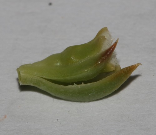 Image of Thesium carinatum by (c) Brian du Preez, some rights reserved (CC BY-SA)