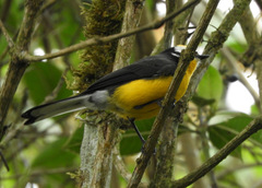 Myioborus ornatus