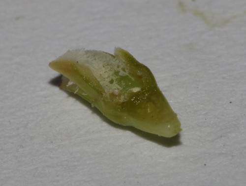 Image of Thesium carinatum by (c) Brian du Preez, some rights reserved (CC BY-SA)