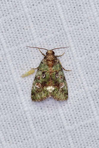 Small Mossy Glyph photo 5