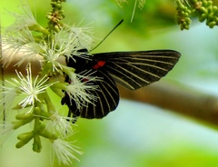 Melanis cephise
