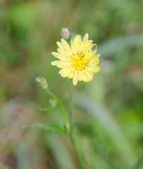 Pyrrhopappus carolinianus