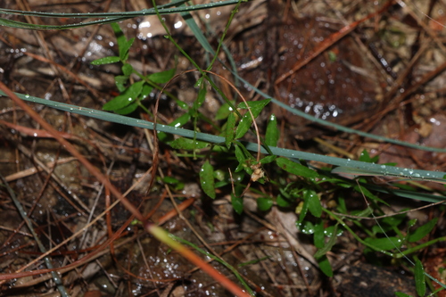 Image of Gonocarpus chinensis by (c) Greg Tasney, some rights reserved (CC BY-SA)