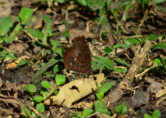 Godartiana muscosa