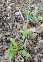 Pyrrhopappus grandiflorus
