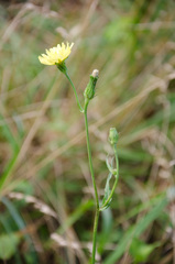 Pyrrhopappus carolinianus