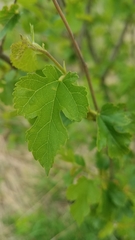 Morus alba