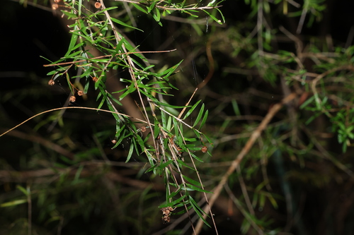 Image of Sannantha similis by (c) Greg Tasney, some rights reserved (CC BY-SA)