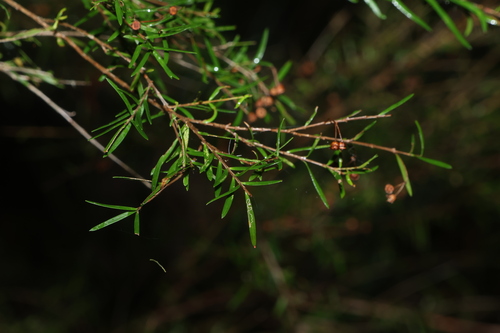 Sannantha similis, photograph 6