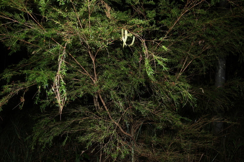 Image of Sannantha similis by (c) Greg Tasney, some rights reserved (CC BY-SA)