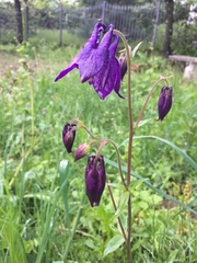Aquilegia vulgaris